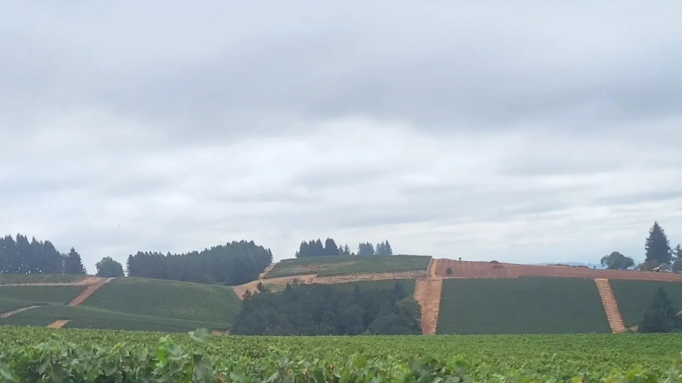 Vineyard rows and rolling hills in the Dundee Hills of Oregon&rsquo;s Willamette Valley
